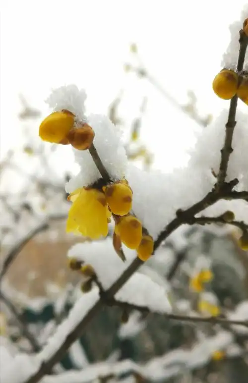 雪中梅花独自绽放