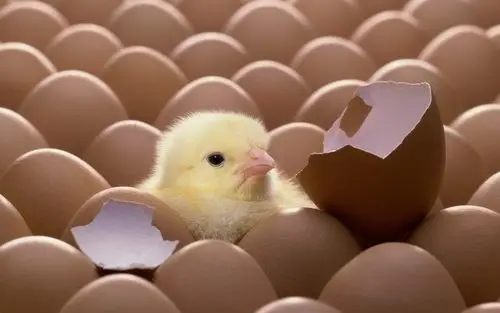 稚嫩可爱的小鸡图片壁纸(二)高清大图预览1920x1200_动物壁纸下载_美