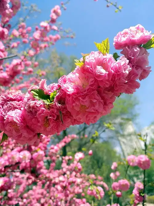 在那桃花盛开的地方 (民和桃花源)