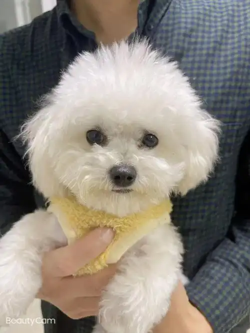 自家小比熊找新家迷你的迷你的迷你的!