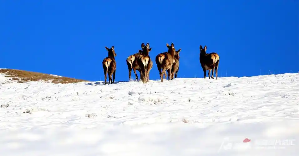 高清组图天山马鹿穿行雪岭