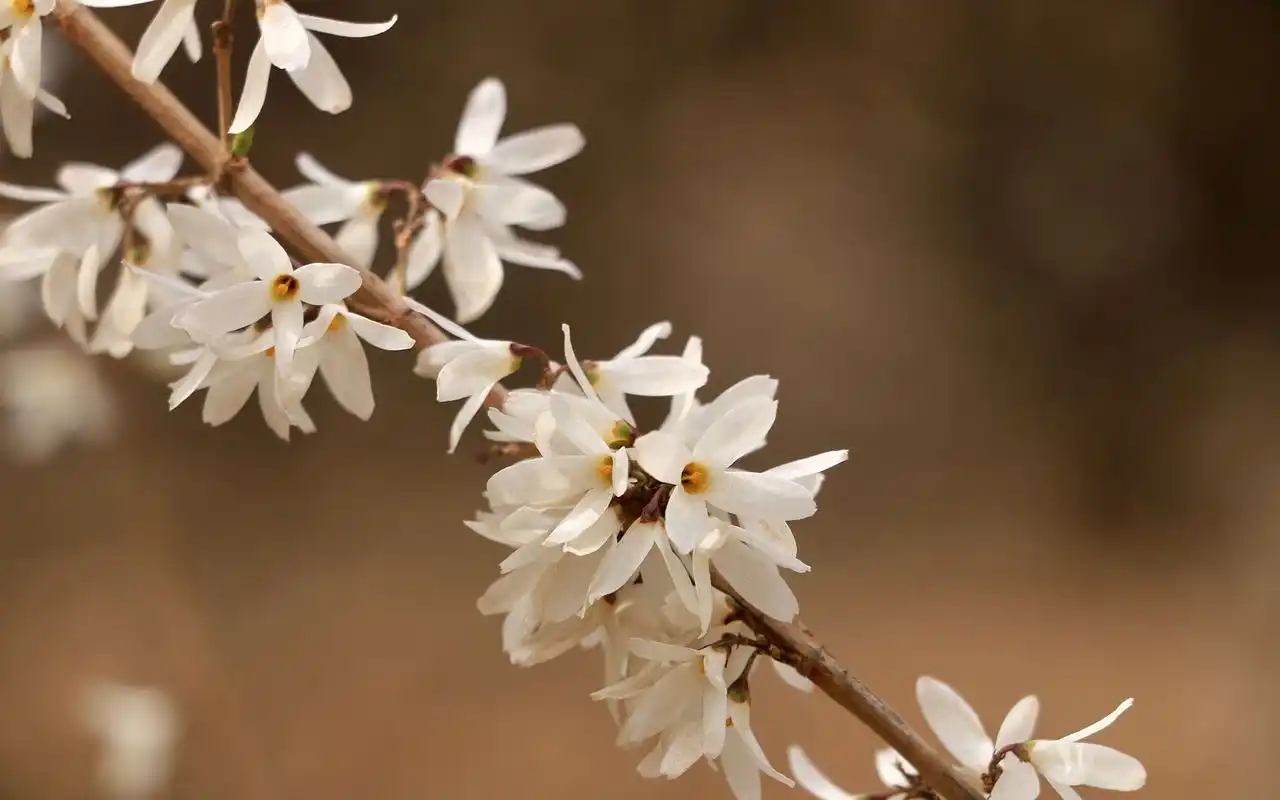 白色连翘花唯美小清新高清桌面壁纸