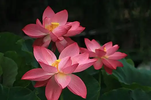 夏季正在盛开的一朵粉色荷花白色蔷薇荷花,花,树园,石荷州,德国,欧洲