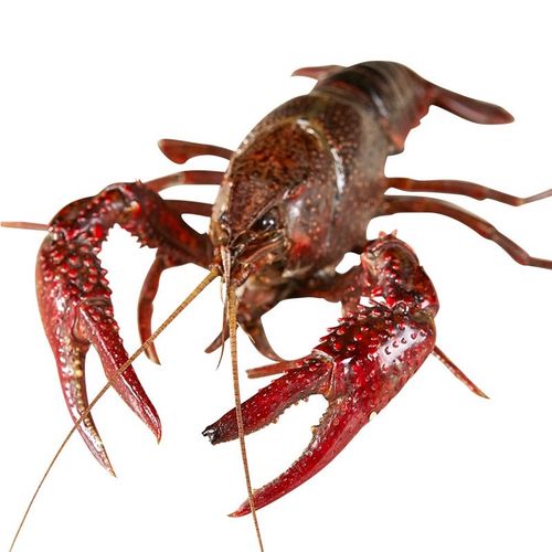 林中山 鲜活小龙虾 特大活体大虾新鲜清水虾尾小青虾麻辣龙虾尾海鲜