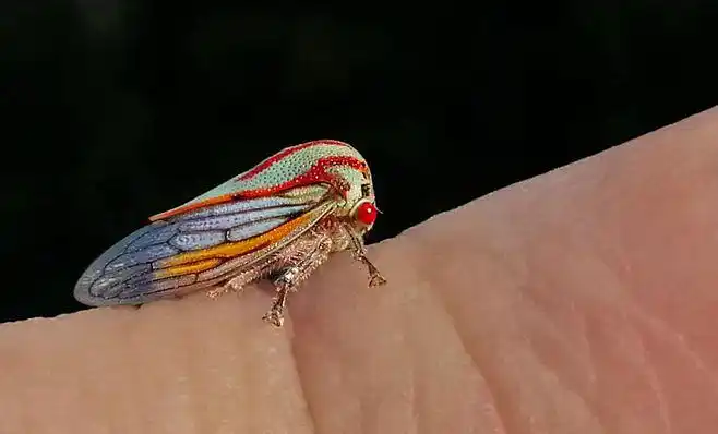 tiny leaf hopper by fauxhead on deviantart