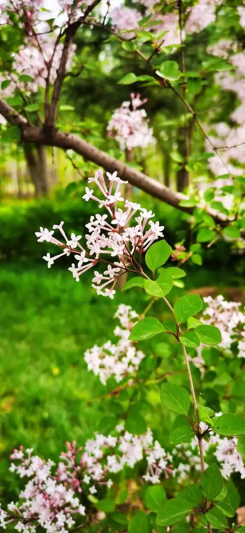 浅夏里的那一树丁香花!