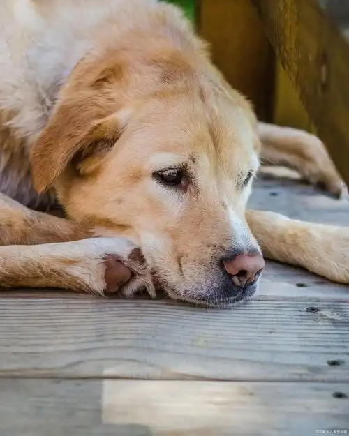 狗子总是莫名其妙发呆,似乎沉浸在自己的世界里,大脑宕机了!