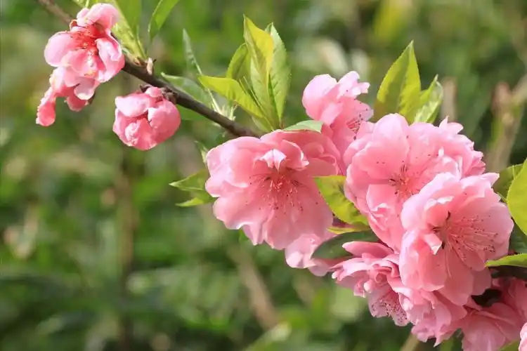 摄影:怎样拍好桃花