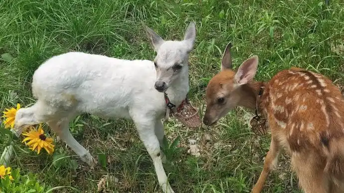 陕西发现一只纯白小梅花鹿:基地已单独饲养