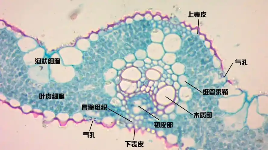 被子植物营养器官的形态结构与发育