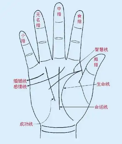 感情线解读#手相面相 #掌纹的秘密 # - 抖音