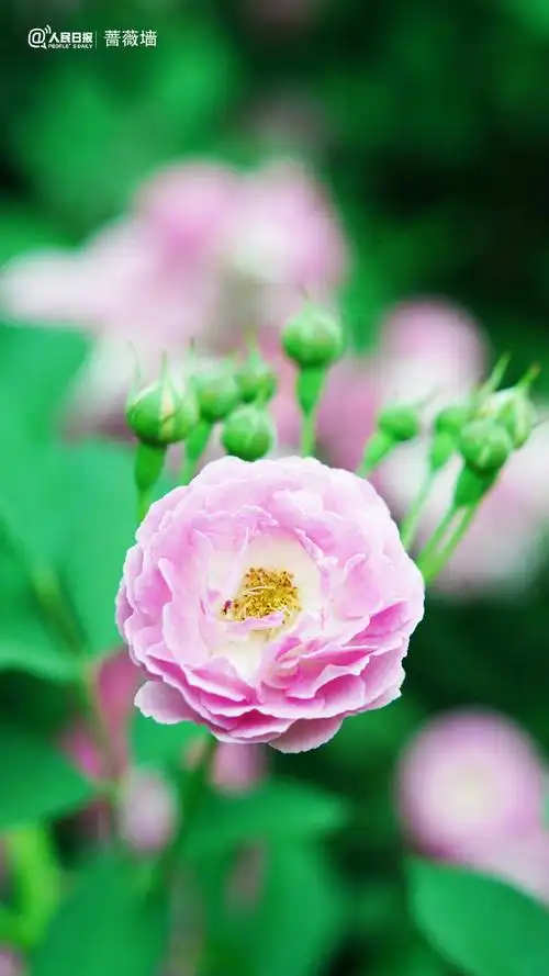 蔷薇花墙背景图##现实版一路生花##花开种花家