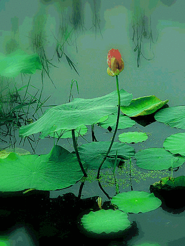 小荷才露尖尖角,早有蜻蜓立上头.