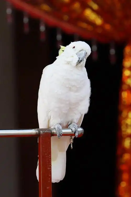 彩色鹦鹉(西安大唐芙蓉园)