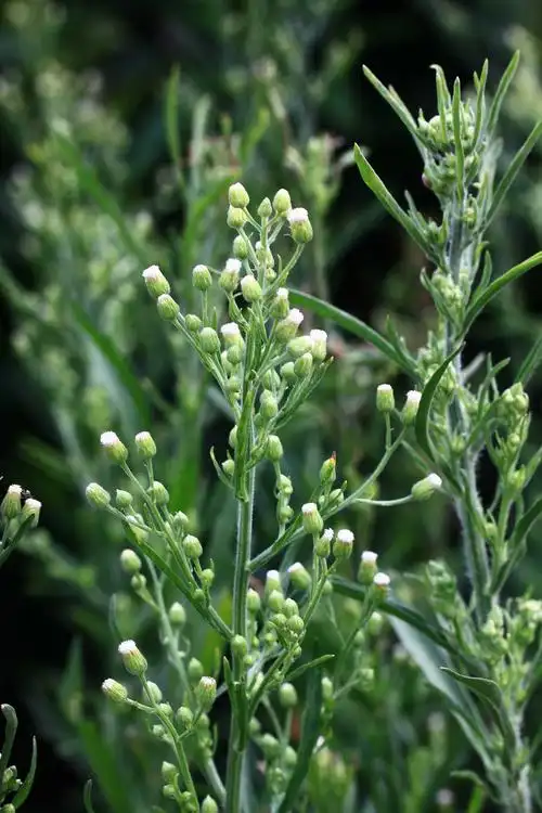 小蓬草菊科飞蓬属