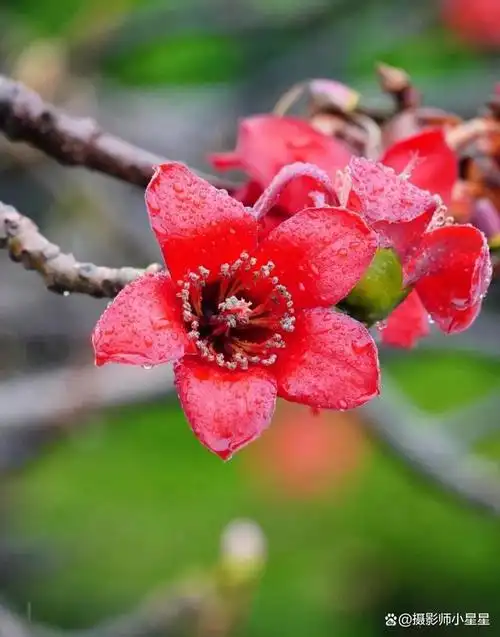 手机如何拍出好看的木棉花看完秒懂收藏