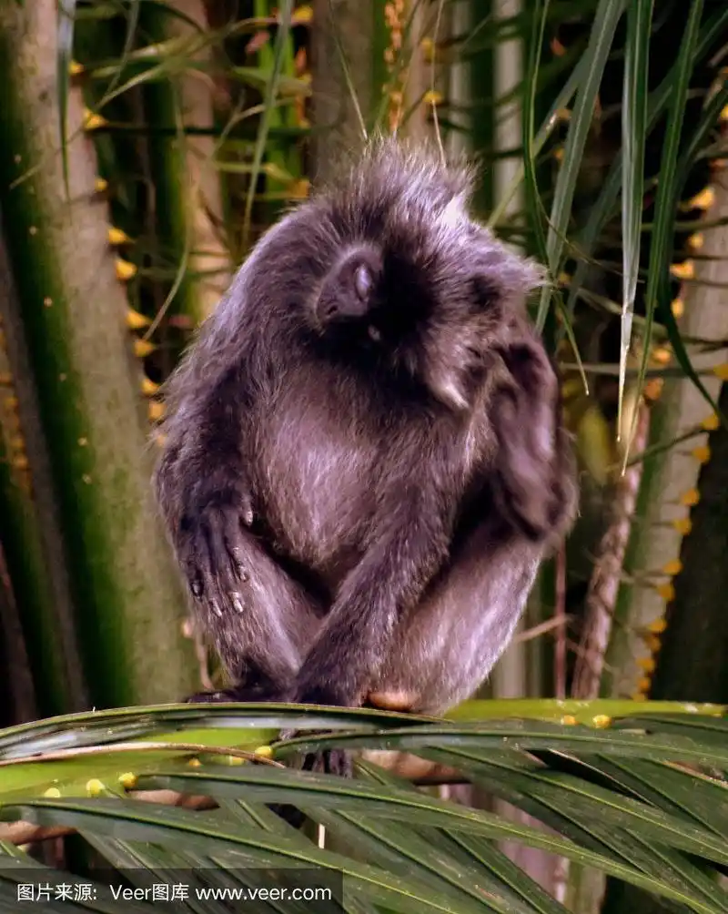 猴子,动物耳朵,可爱的,自然,热带雨林