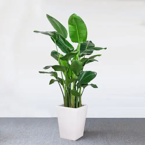 网红天堂鸟盆栽大型植物客厅办公室花卉鹤望兰大叶大型绿植