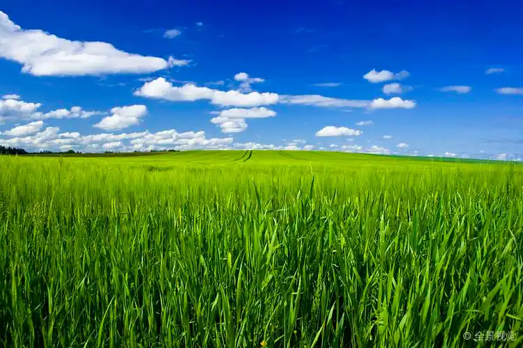 地点_蓝天_大_庄稼地_云_高清图片_全景视觉