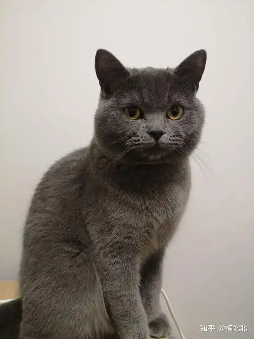 合肥公蓝猫找媳妇