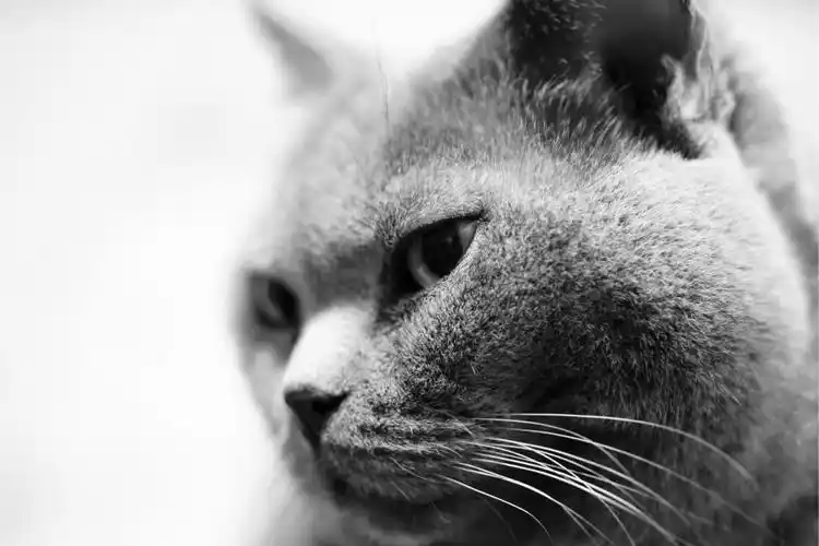 迷人的沙特尔猫