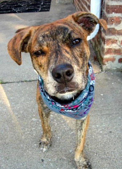 镜头下这狗狗们的绝望眼神,总有一张让你流泪