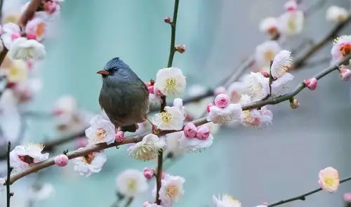 绿色的春天,鸟语花香,我爱春天.