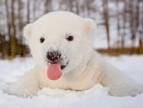 北极熊宝宝萌翻哈皮星一早安