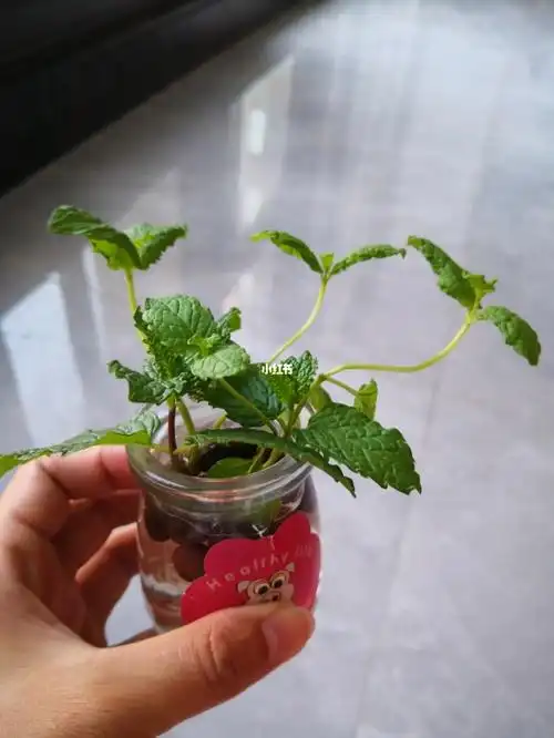 水培薄荷