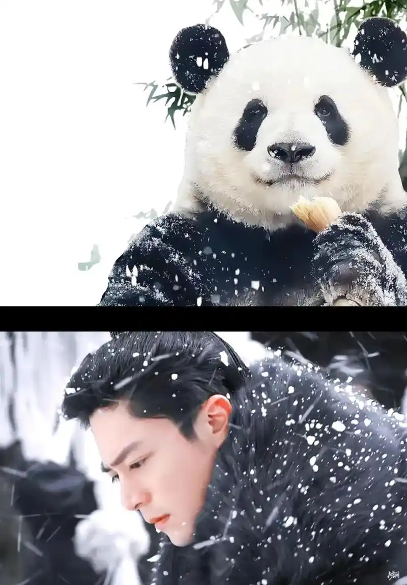 熊中霍建华高清照#大熊猫萌兰 #西直门三太子 #雪景 - 抖音