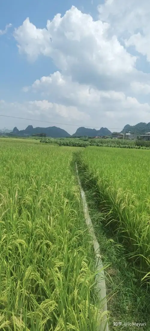 家乡的稻田 - 知乎