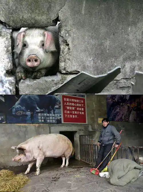 汶川地震遗留下来的,13岁的猪坚强已不能自主站立