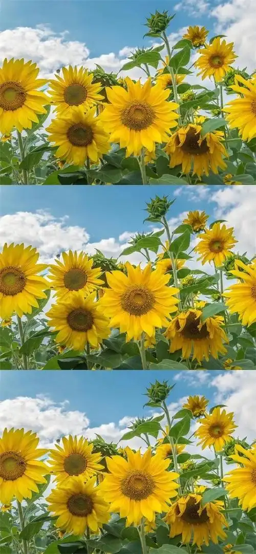 土味情话知多少2020抖音壁纸全屏,最近很火的壁纸潮图精选_高清全面屏