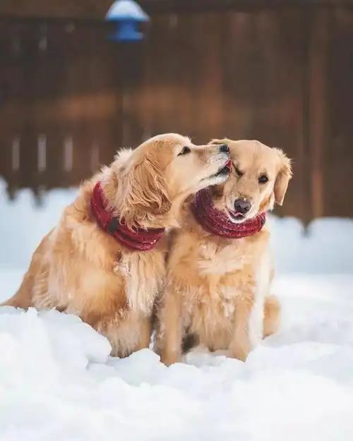 现在的狗都这么会秀恩爱了么