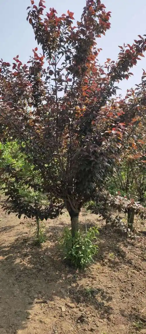 12公分美人梅价格江苏美人梅的价格