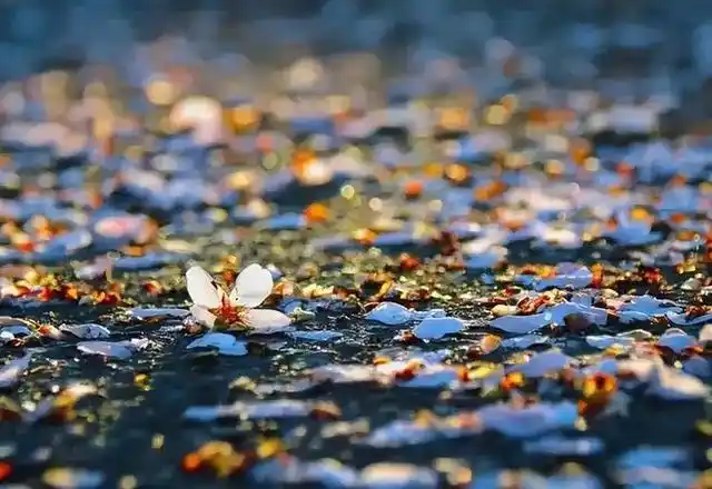 春天虽然美丽,但总有尽头;花朵曾经繁盛,但终会凋谢.