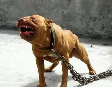 不建议养的10种狗,建议穷人养的10种狗(10种"爱咬人"的狗狗)