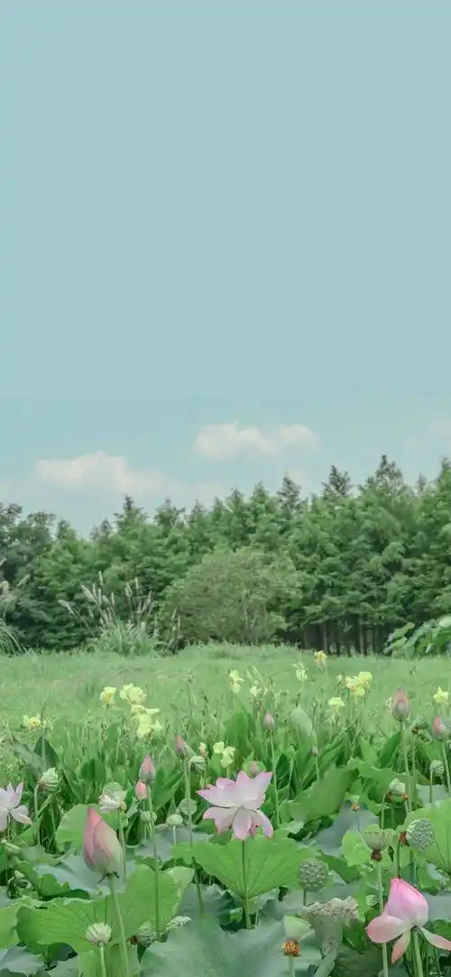 ins高质感冷淡风壁纸