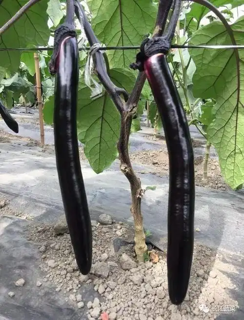 龙二哥教你选品种诀窍及早春大棚茄子高效种植技术