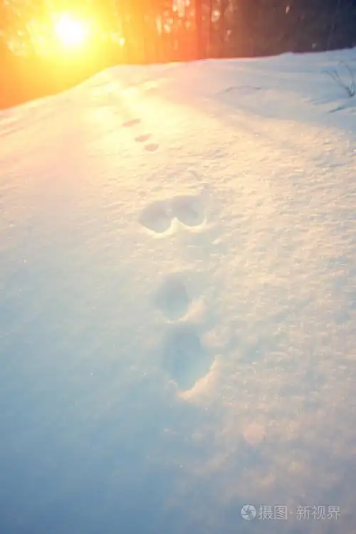 雪和森林里的脚印