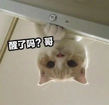 醒了吗?哥(猫咪表情包)_猫咪表情