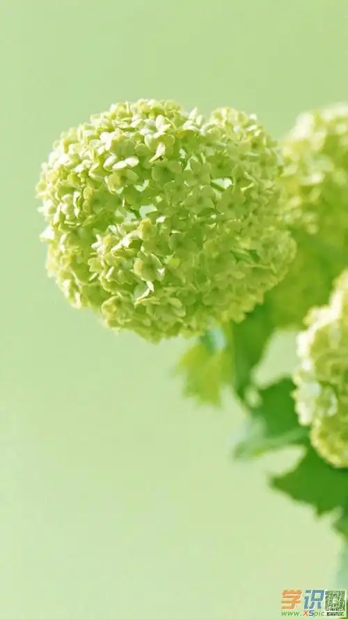 竖屏高清绿色桌面壁纸