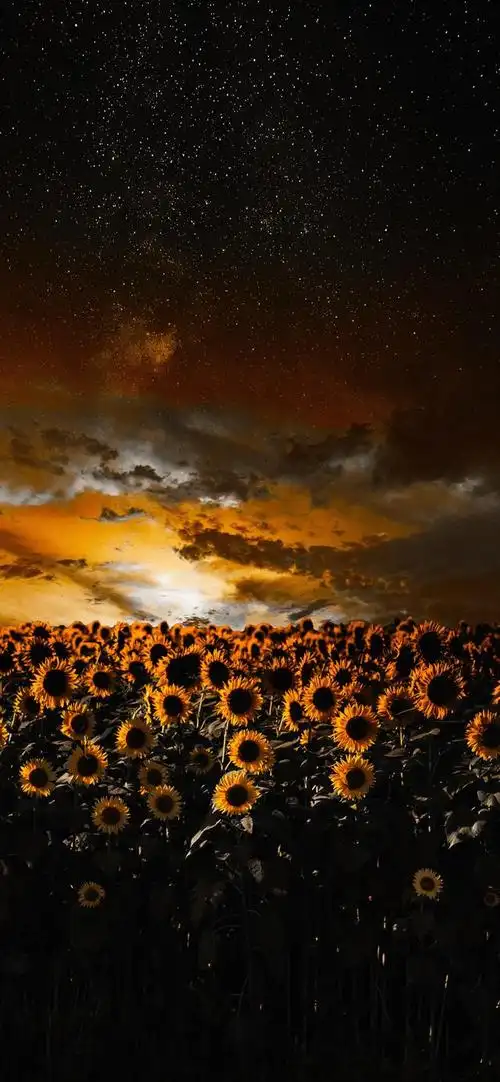 壁纸分享,岁岁年年长相似,人来人往不由己