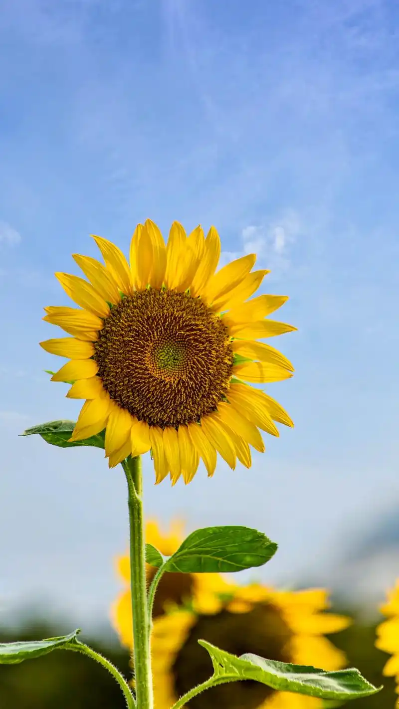 广州向日葵花海.#花城广州真是太懂浪漫了 广州塔下的向日葵花 - 抖音
