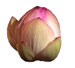 249_227gif 动态图 动图