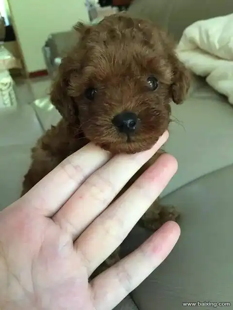 1个月泰迪2000元(母){不懂狗的欢迎进来学习}