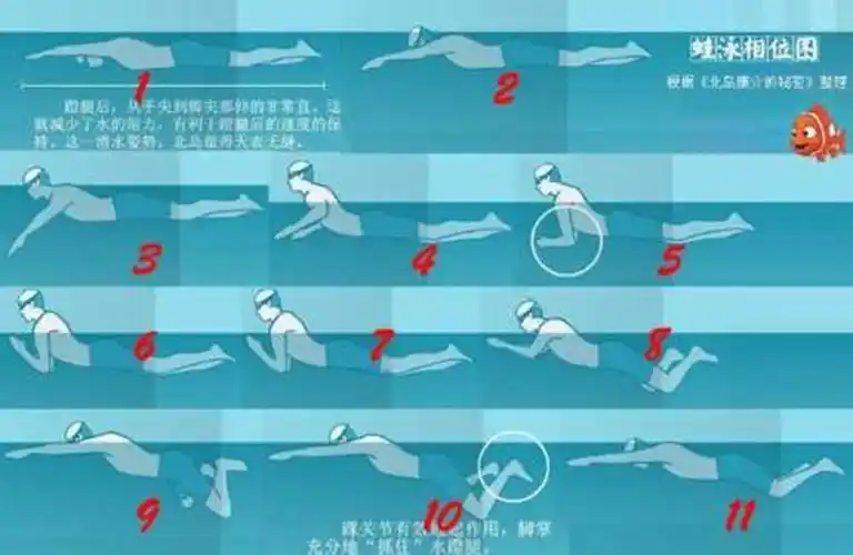 自由泳的特点是快,消耗仅次於蝶泳却又高於仰泳和蛙泳,对身体塑形方面