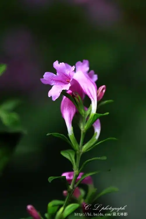 板蓝花儿开 - 晨光林影 - 晨光林影