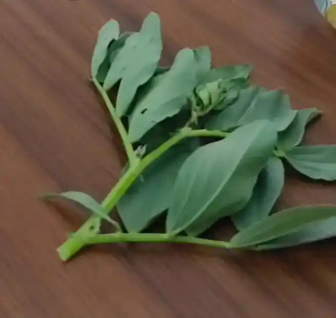 显微镜下的世界 ——蚕豆叶表皮细胞 - 抖音