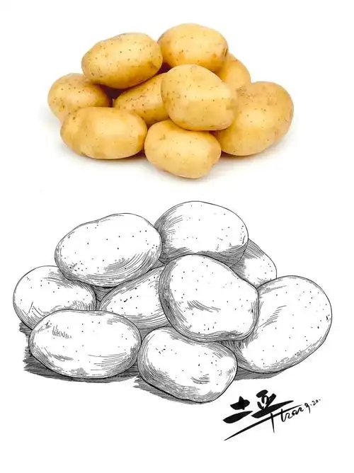 土豆08:蔬菜写生线描速写素材